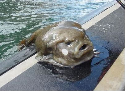 Not even a mother could like this face! The lumpfish is found on both sides of the North Atlantic. And some folks actually eat these nasty looking buggers.