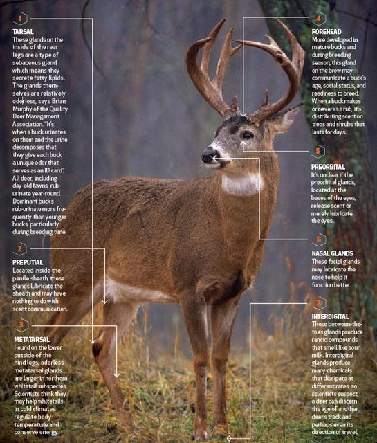 Deer Anatomy Lesson: How Buck Scent Glands Really Work