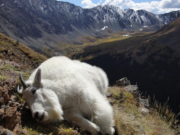 Mountain Goat Hunting Tips: Tactics and Gear