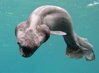 The frilled shark is easily mistaken as a sea serpant. Its means of locomotion is movement of its eel-like body.