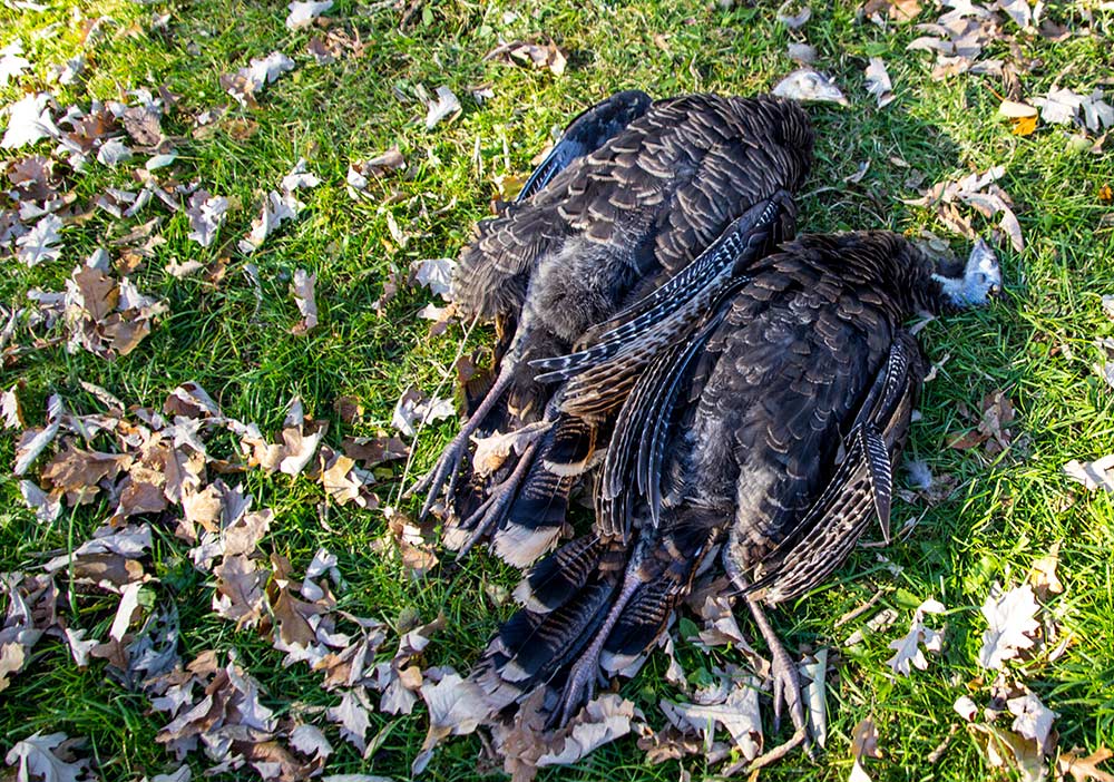 two dead wild turkeys