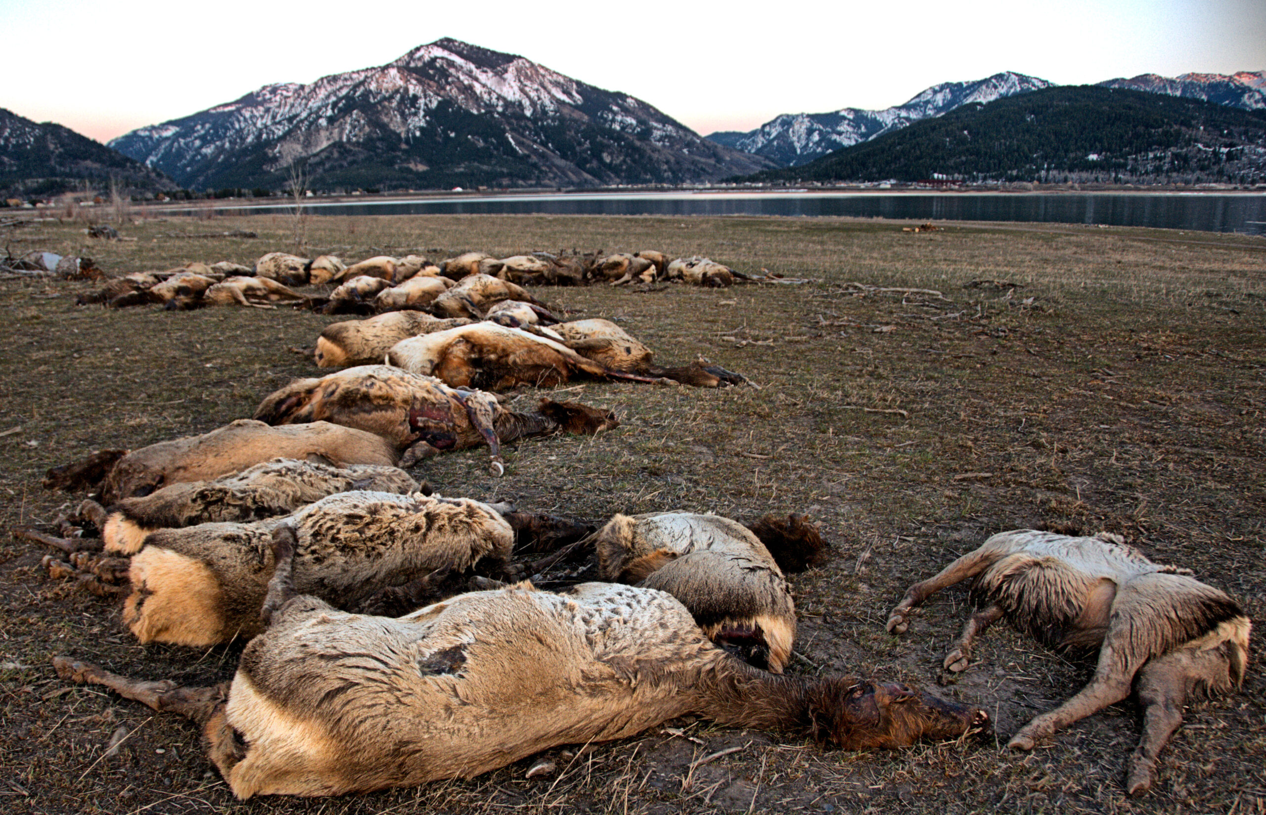 Winter Kill: 31 Elk Fall Through Ice and Drown in Snake River