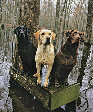 Hunting Dogs photo