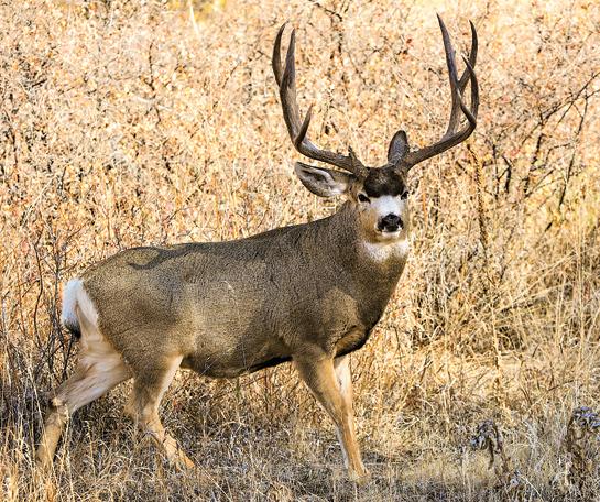 Big Mule Deer Buck By Earl Nelson | ubicaciondepersonas.cdmx.gob.mx