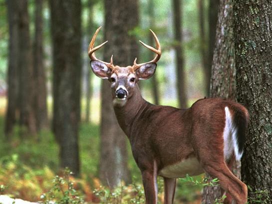 QDMA: Top 5 Threats to Whitetail Deer and Management