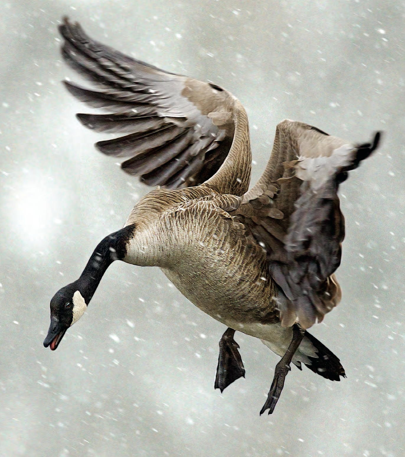 Goose Hunting photo