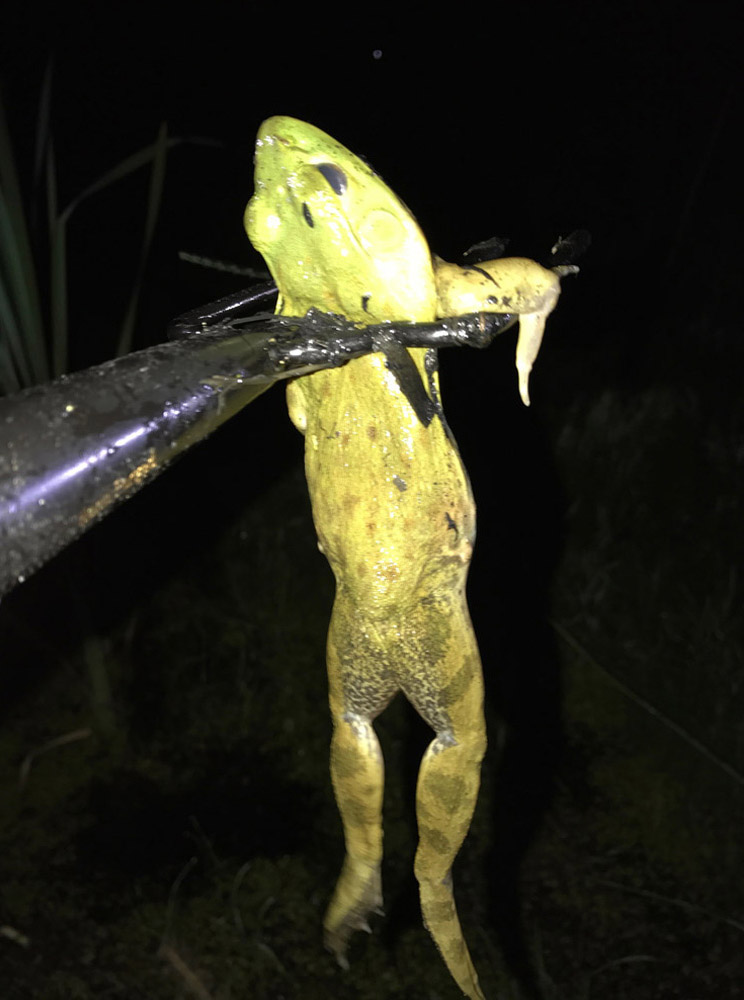 frog gigging, cooking frogs, frog recipes, frog hunting