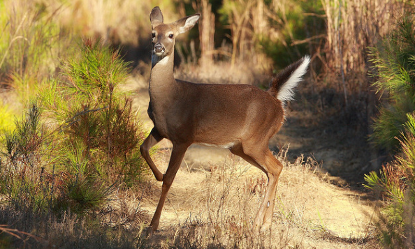 Whitetail Tips: How Wind Affects Deer Movement