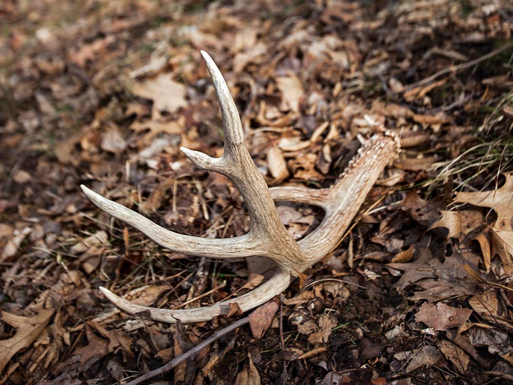shed whitetail deer antlers