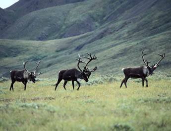 Caribou on Coffin Top