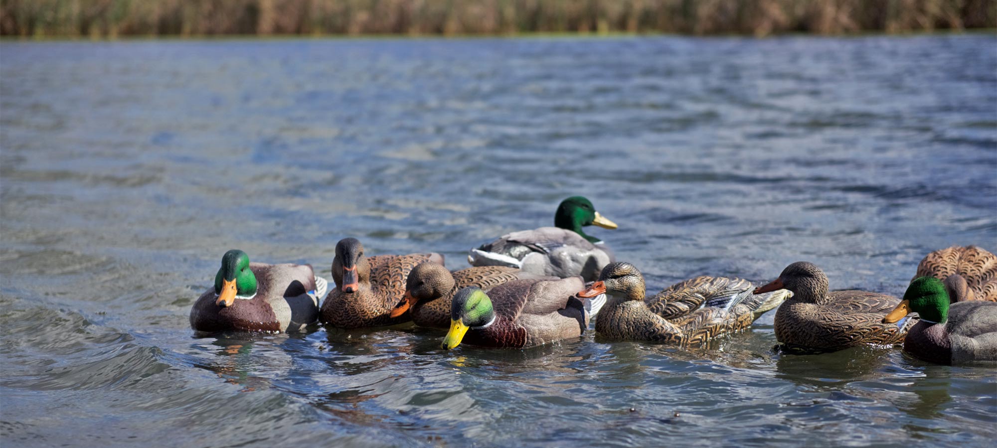 a spread of duck decoys floating on the water