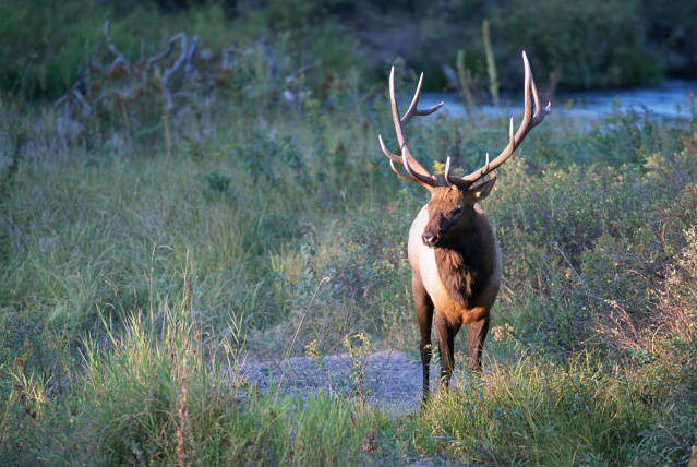 <strong>Elk</strong> <strong><em>American Elk</em></strong> Utah (120), Arizona (86), Montana (47)