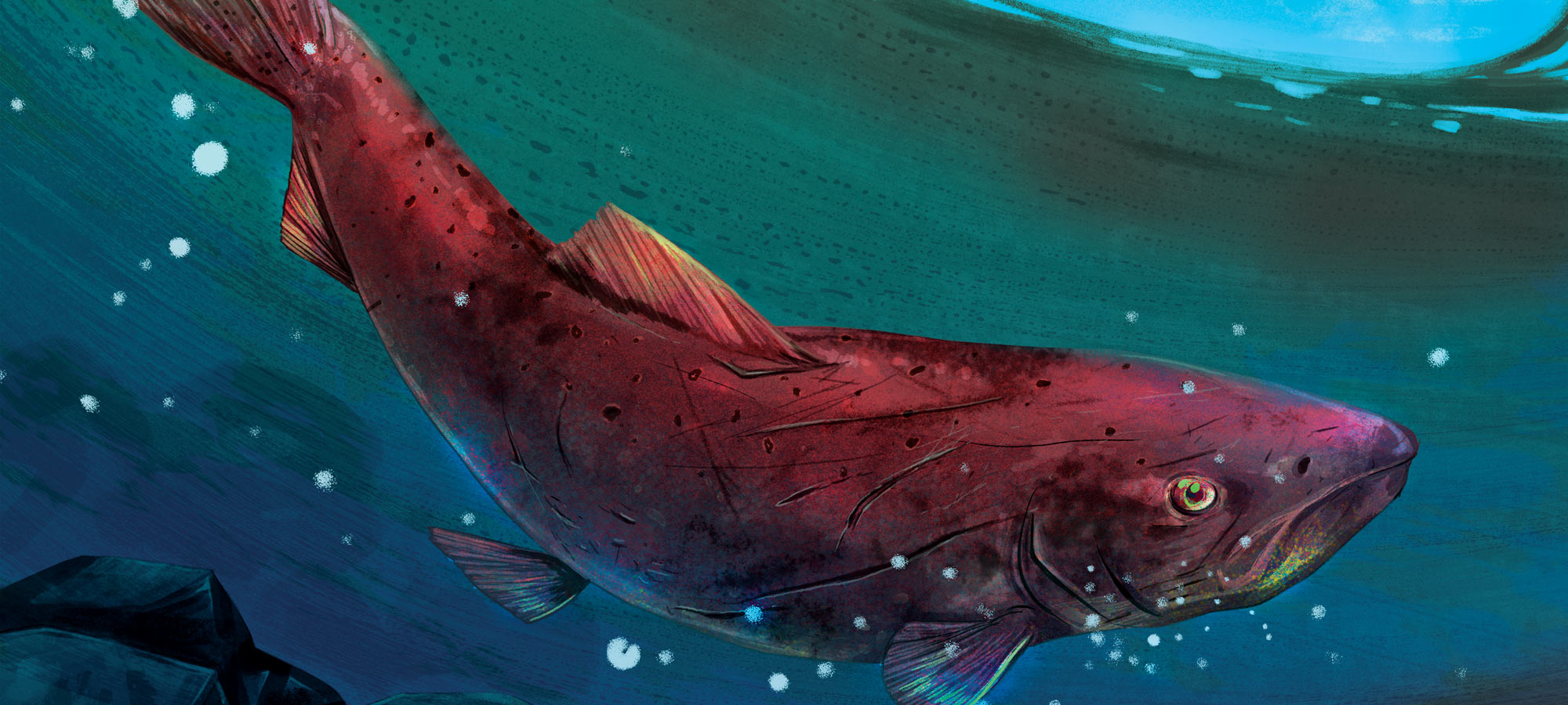 alaskan salmon illustration
