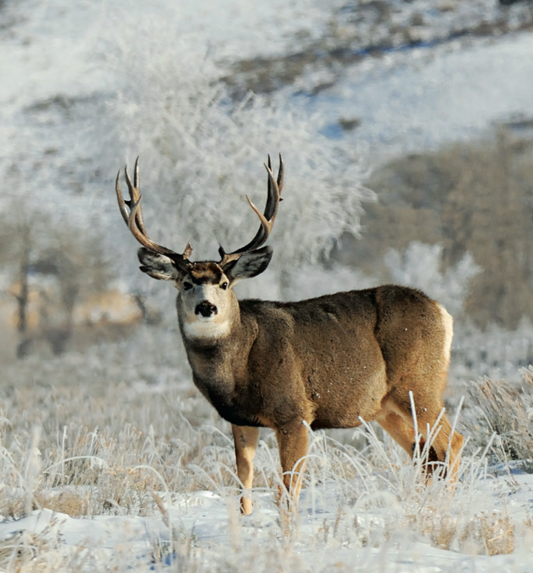 Mule Deer Hunting photo