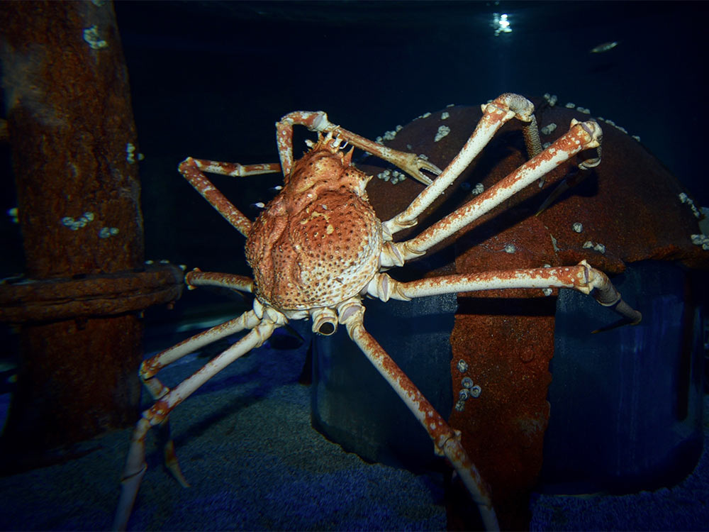 A giant spider crab in Wonders of Wildlife Aquarium