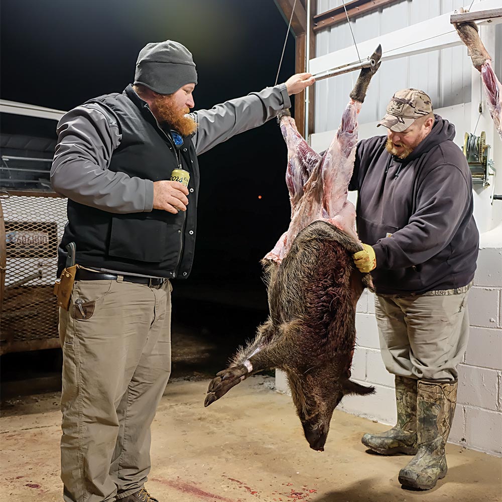 hunters skinning hog