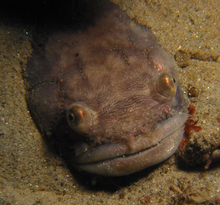 The midshipman or toadfish grunts to protect its spawning area and to attract other toadfish.