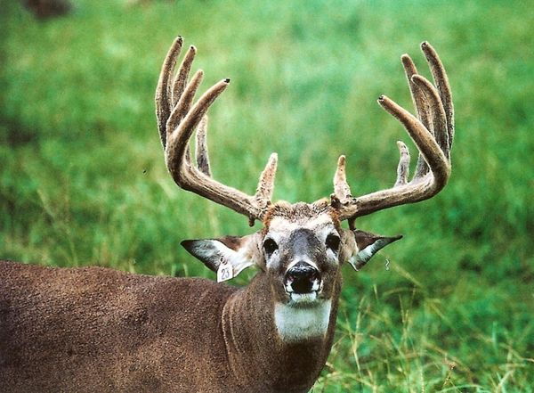 Whitetail Deer Hunting photo