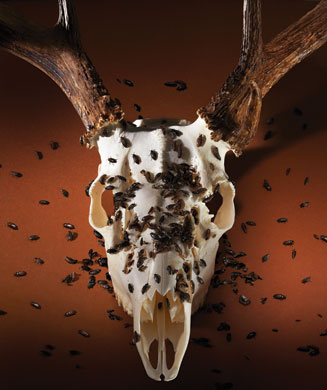 Deer Skull Mount With Diy Taxidermy