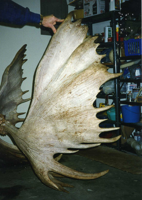 record alaska moose