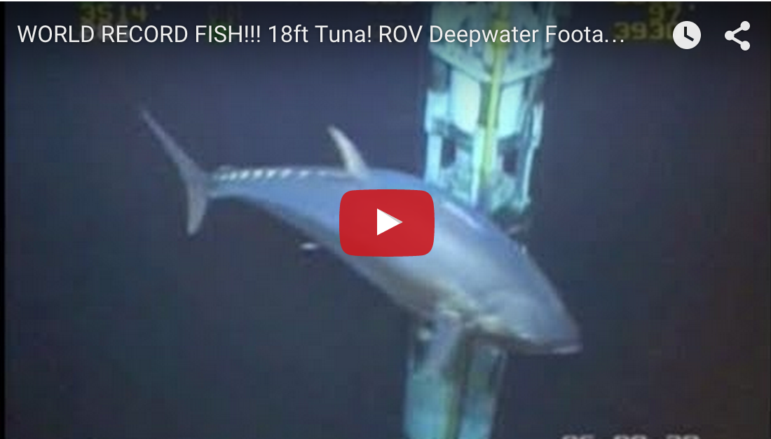 Video: What’s the Right Tackle to Fight this Gigantic Bluefin Tuna?