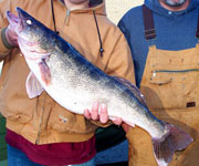 Teenage Angler Catches 14-Pound Illinois State Record Walleye