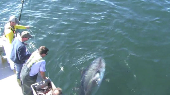 Video: Hand Feeding 950-Pound Bluefin Tuna