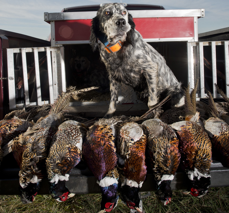 Three Quick-Hit Places to Fill Your Pheasant Limit