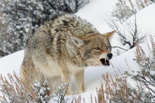 challenge howl coyote