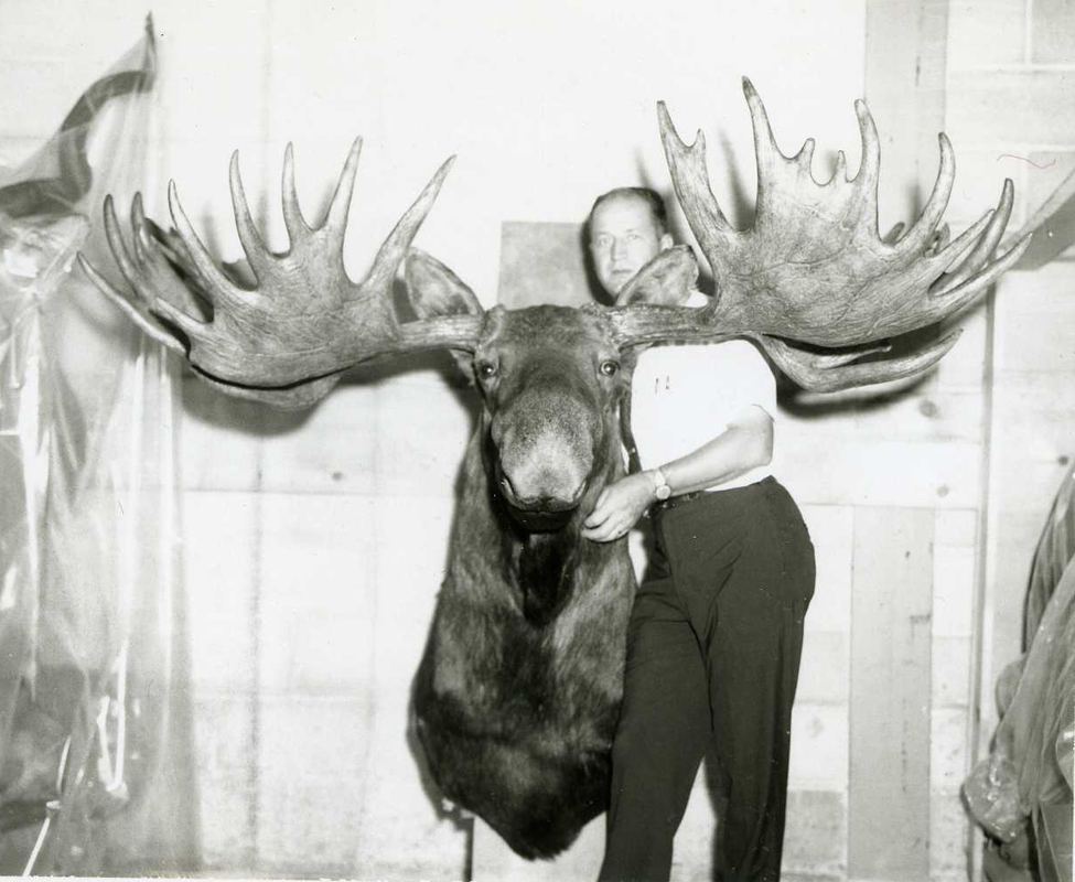 record Alaska moose henry budney