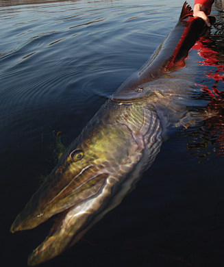 Lures For Pike and Muskie Fishing