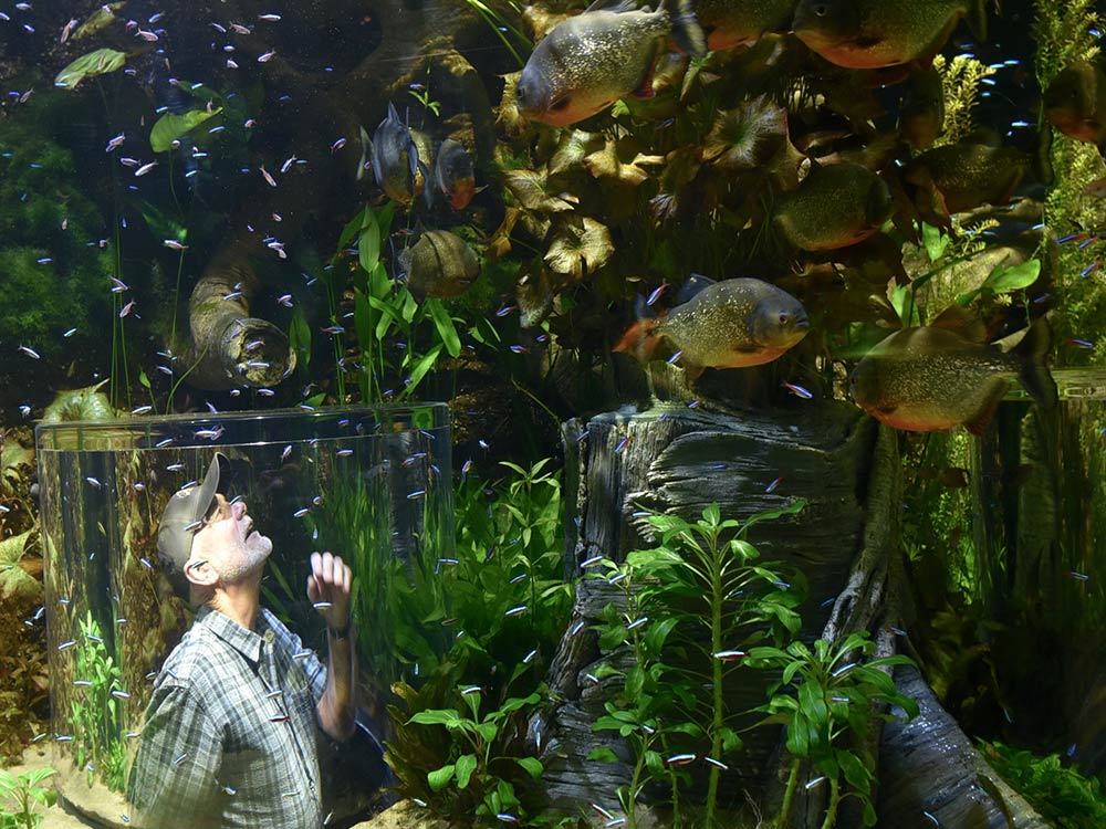 Piranhas in Wonders of Wildlife Aquarium
