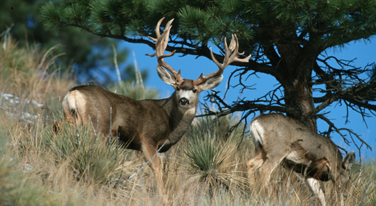 Record Quest 2012: You’ll Never Forget Your First Mule Deer