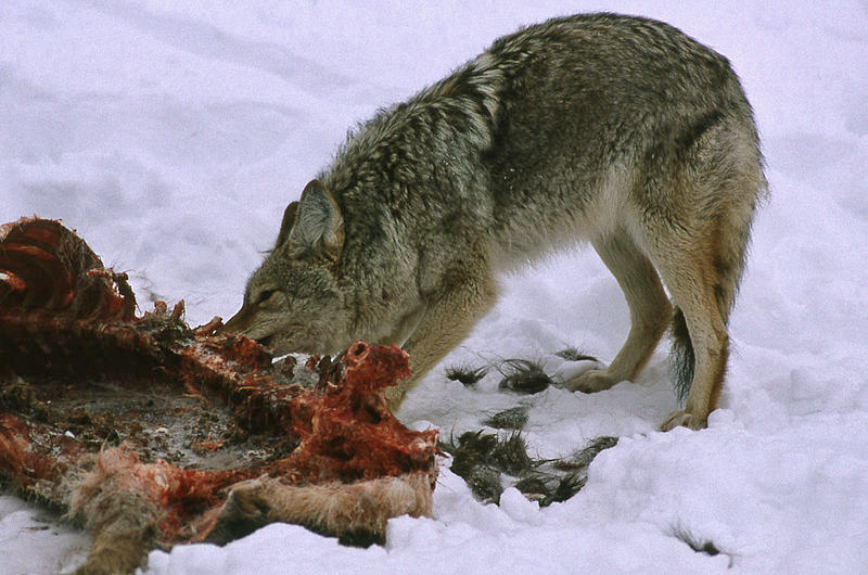 feeding coyote