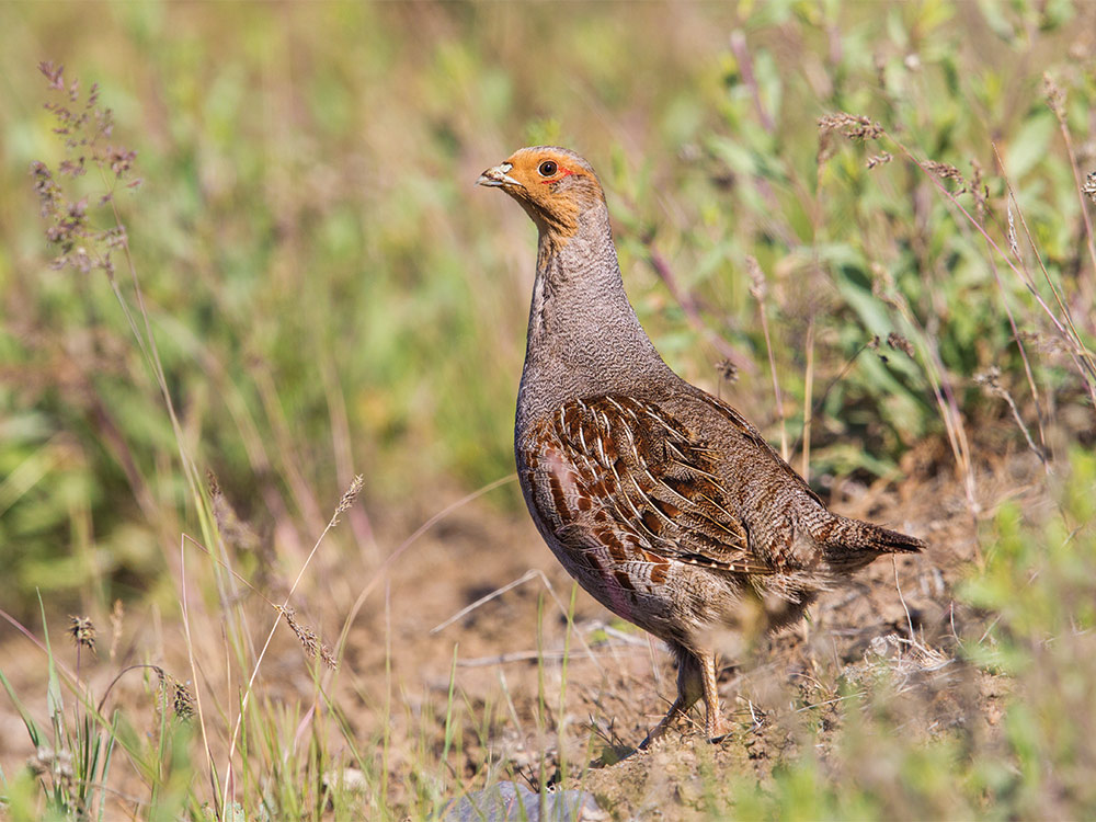 wild hungarian partridge standing in the grass