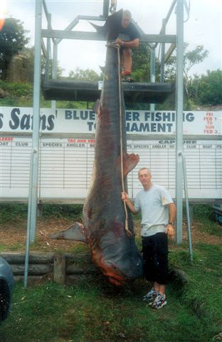 This nearly one-ton tiger shark is twice as long as angler Kevin Clapson is tall. The catch was made in March, 2004 near Ulladulla, Australia, setting the all-tackle record mark, and the 80-pound line class IGFA record, too. Its official weight was 1,785 pounds, 11 ounces.