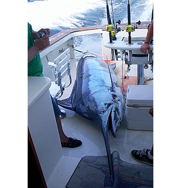 The marlin weighed in at 1077 pounds and became only the fifth grander landed with rod and reel off the East Coast.