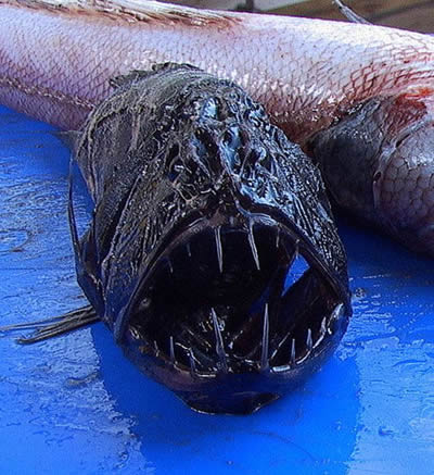 Fangtooth fish have the market cornered on the gross factor.