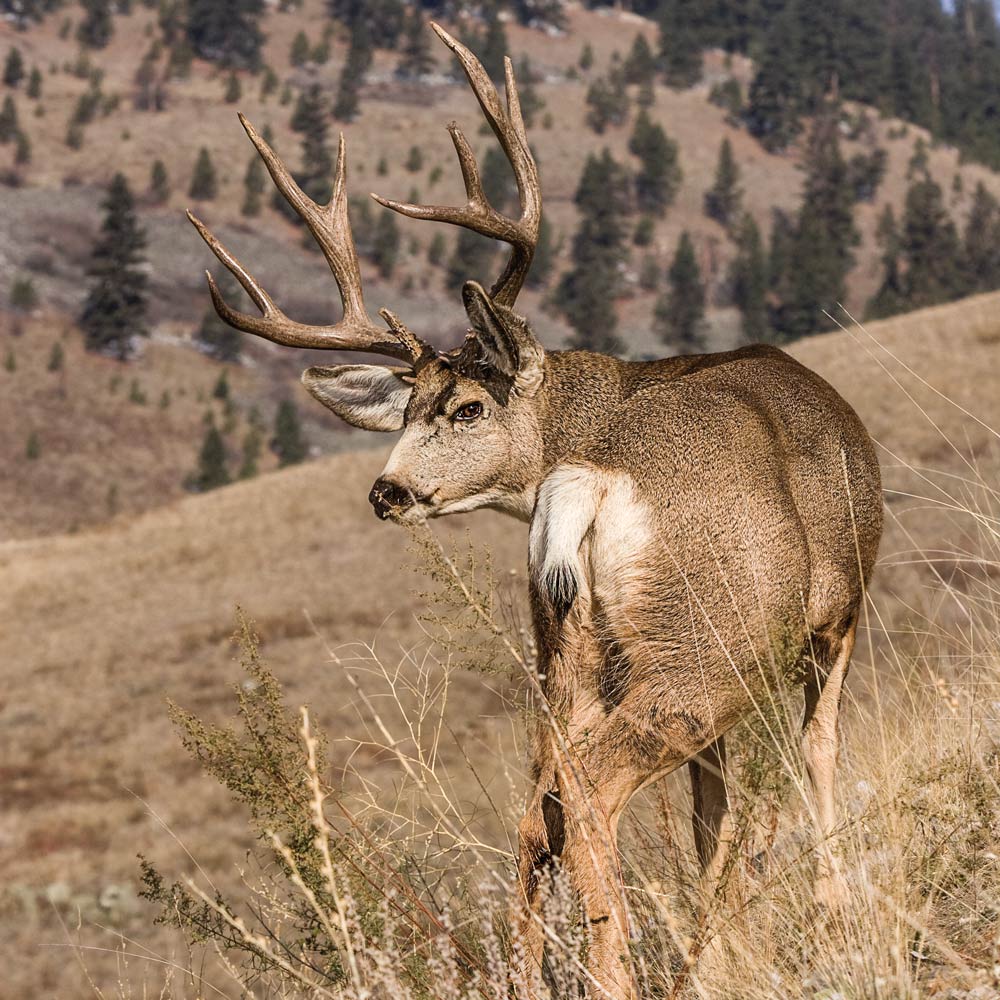 Montana mule deer along a hilly terrain