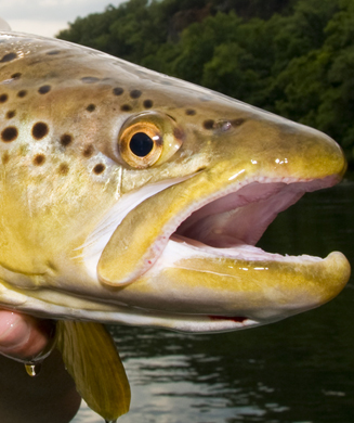 Top Trout Lures: Best Trout Fishing Baits of All Time