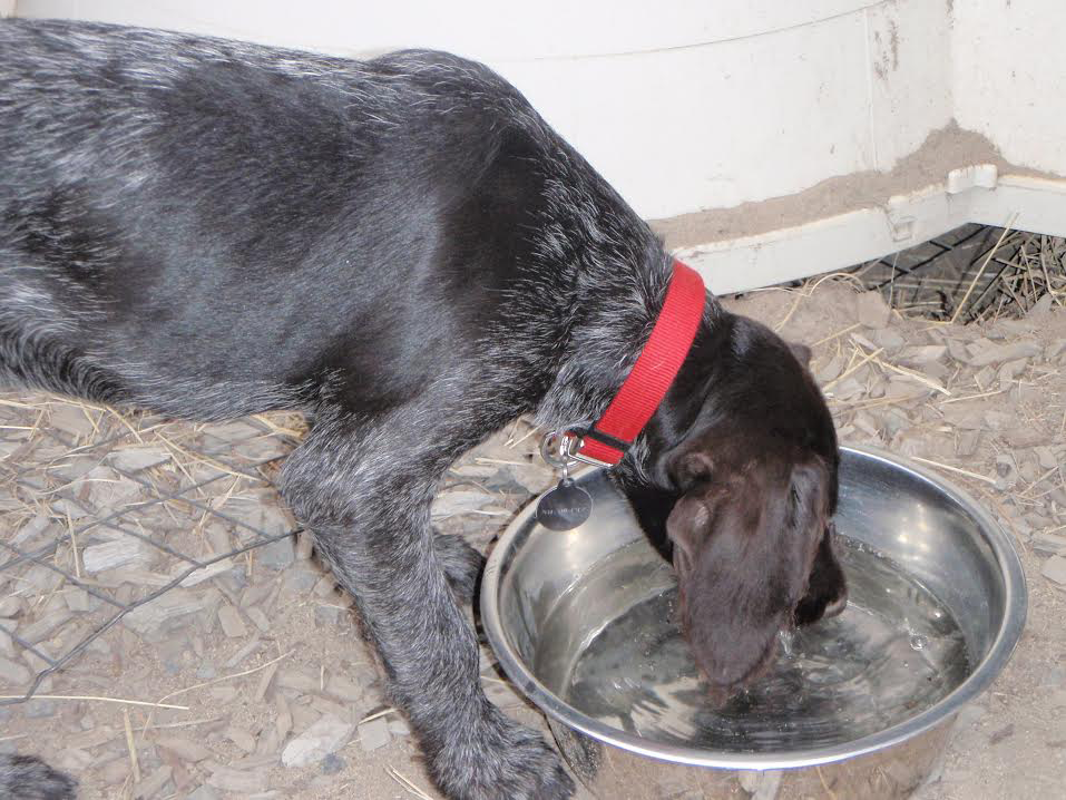Doggy Dietary Supplements: Keep Your Bird Dog Conditioned on Multiple-Day Hunts