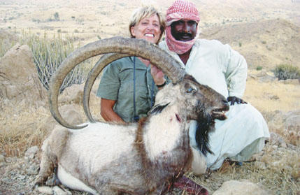 This number 6th ranked SCI Sindh ibex was taken last March in politically-unstable Pakistan, by long-time hunter Barbara Sackman. This trophy is only one of Barbara's 191 animals listed in the SCI record book, including world class targets such as: Alaska moose, mountain caribou, Roosevelt elk, Nile crocodile, desert bighorn sheep, kudu, Cape buffalo, bongo, whitetail deer, rhinoceros, musk ox, hippopotamus, polar bear, African lion, brown bear and leopard.