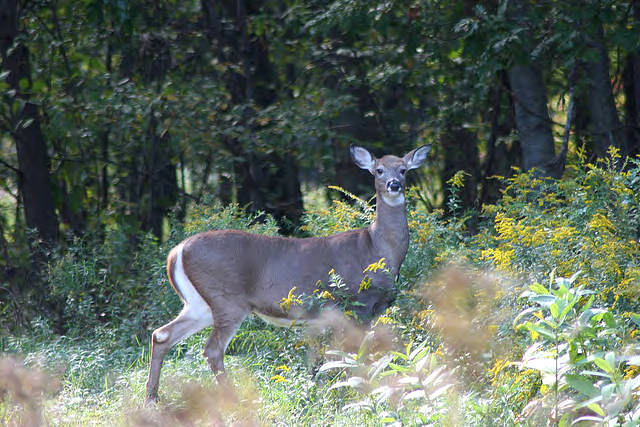 <em>As the rut approaches, lay off the does that feed in food plots. A rutting buck is a lot more interested in breeding than eating, but might be attracted to a plot where does congregate.</em>