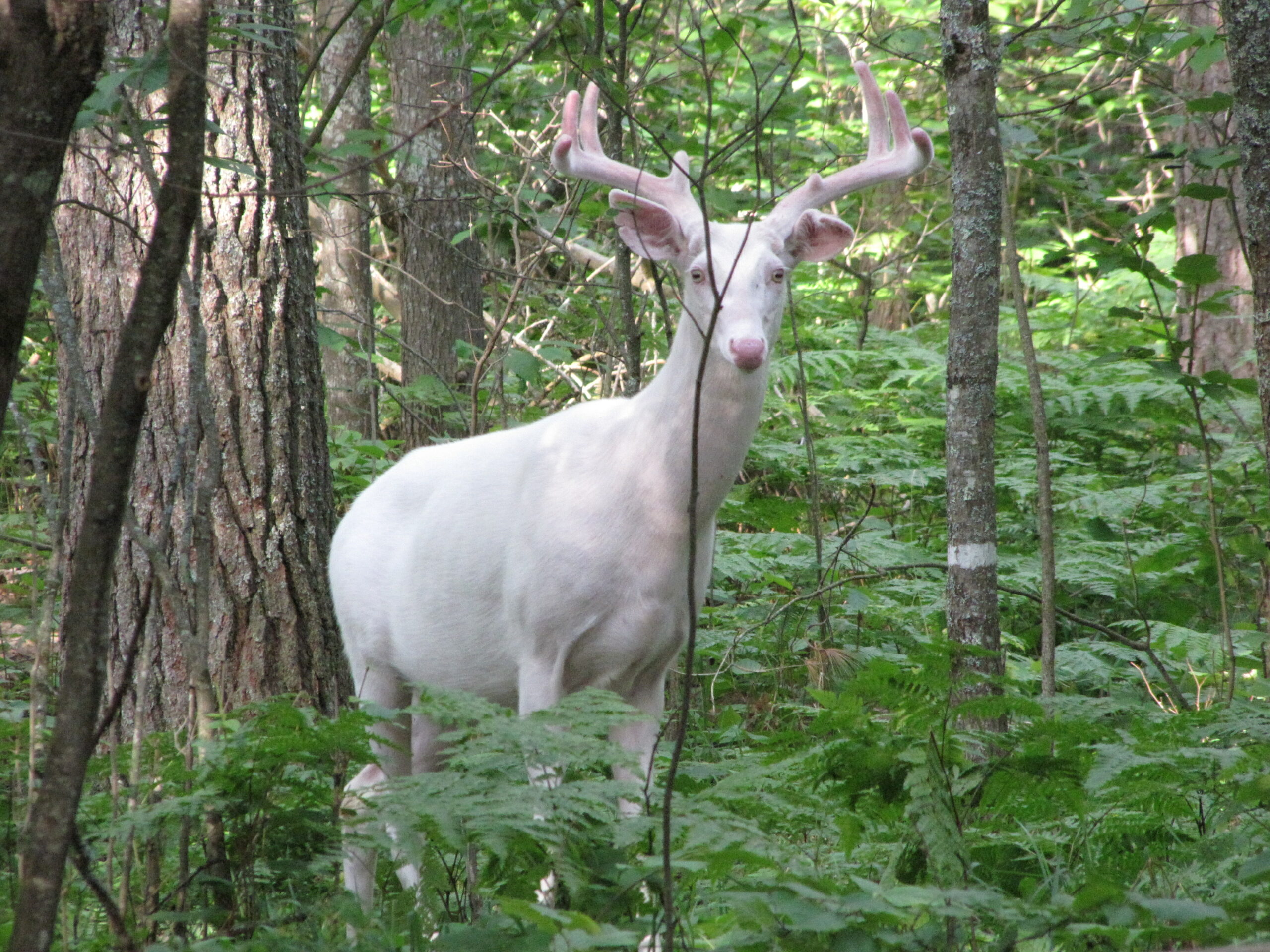The Mysterious Albino Deer Herd | Outdoor Life
