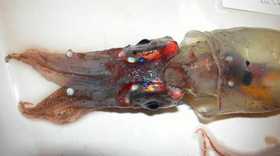 A luminescent deep-sea squid, indigenous to northern Japan. Females carrying fertilized eggs come inshore each spring by the hundreds of millions, even a billion, to lay eggs in Toyama Bay (max. depth, 1200 m) and die, thereupon completing a 1-year life cycle.