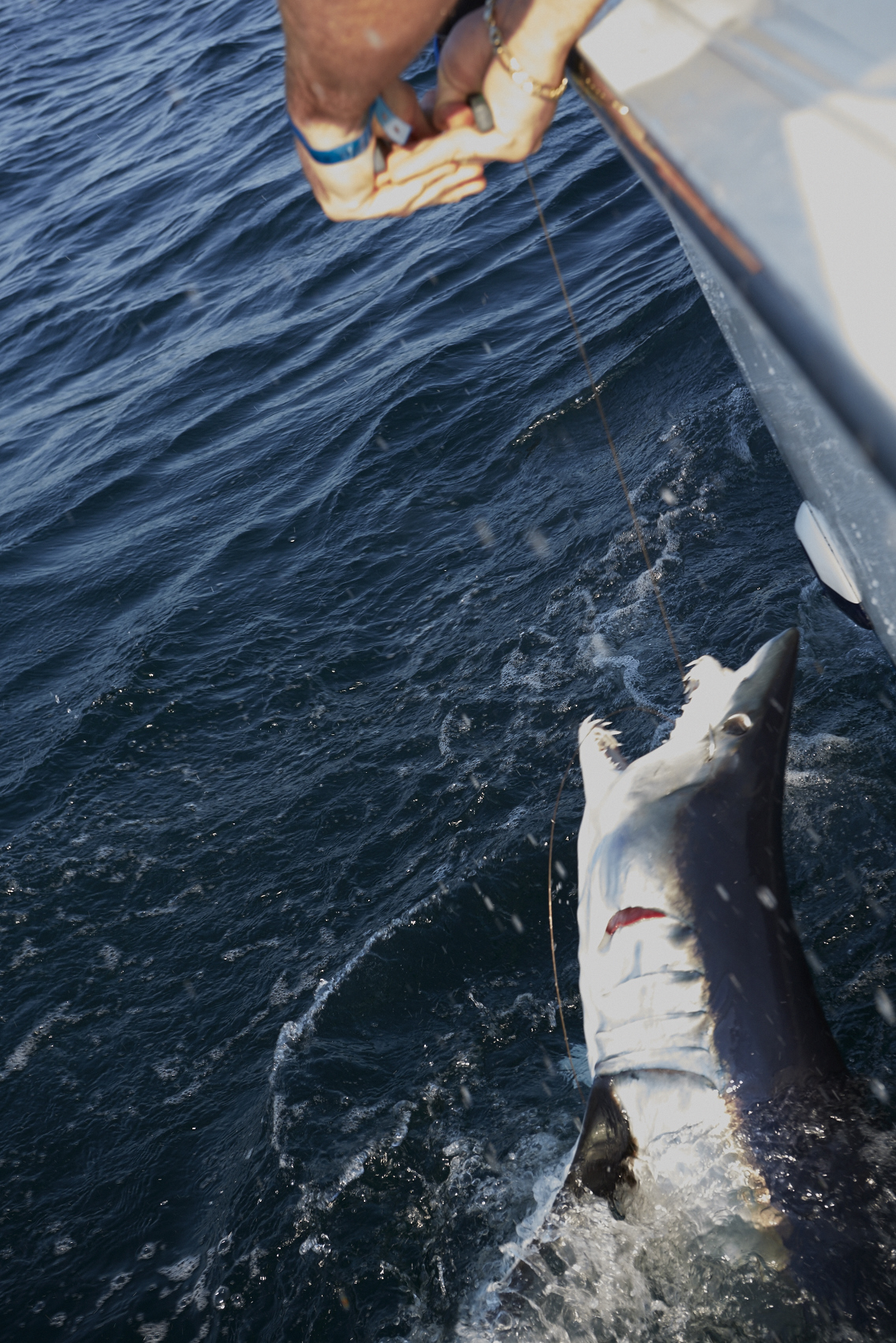 Shark Fishing photo