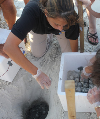 Gulf Coast Turtle Egg Rescue
