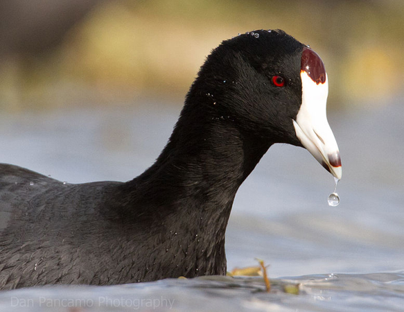 a Coot in the water