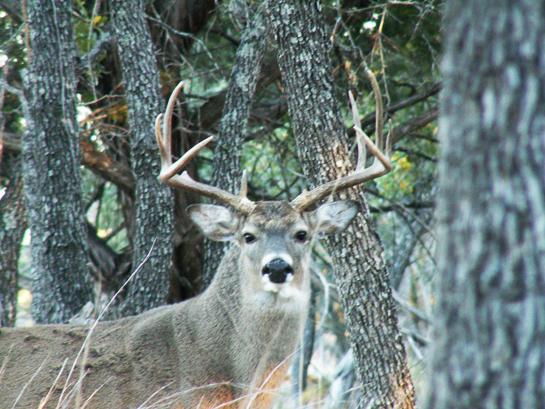 Deer Hunting Tips: Rattling Research That Will Help You Tag Your Buck