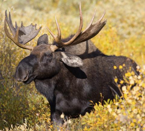 The argument can be made that the most dangerous animal in the woods is a moose.